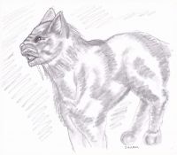 Wild cat